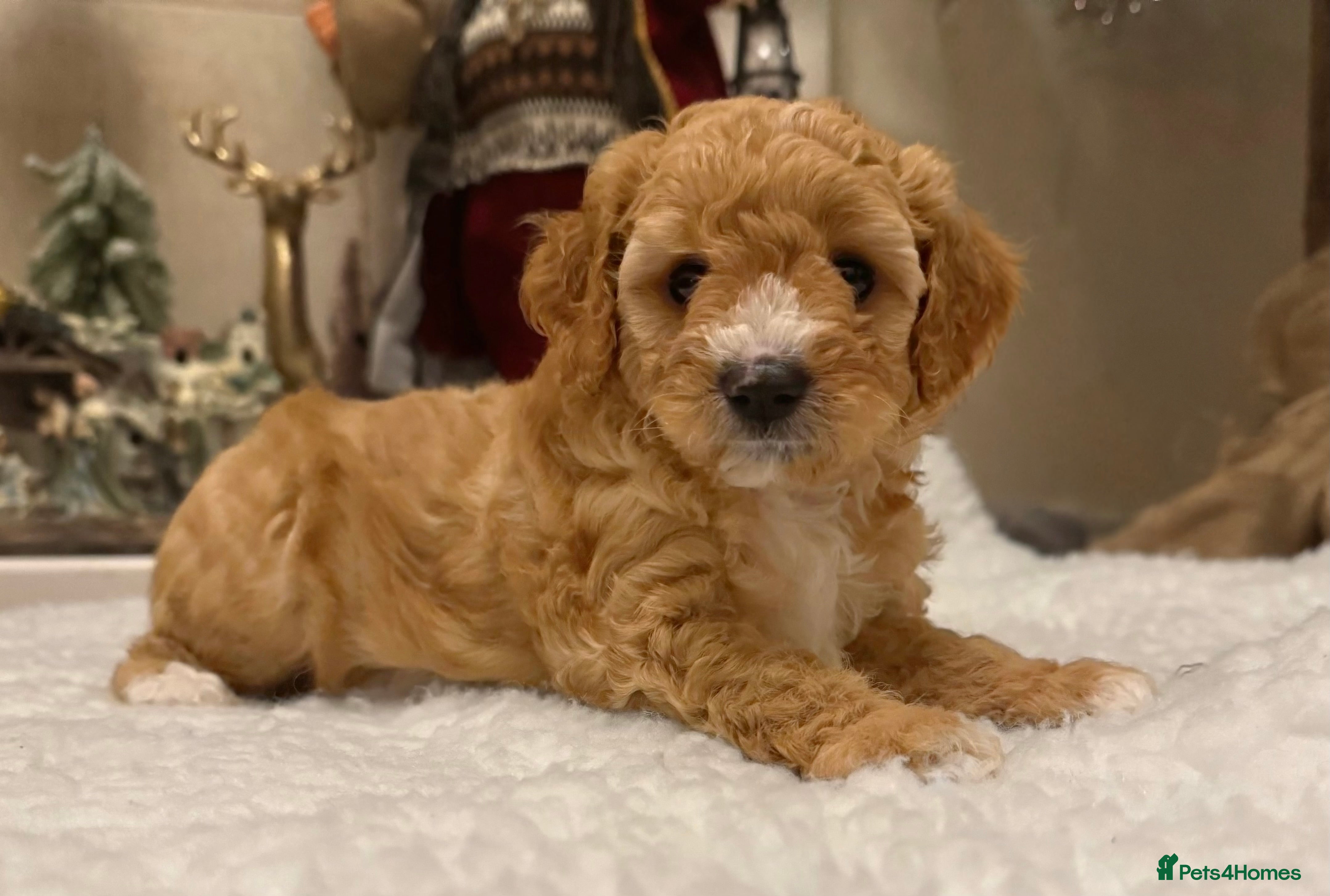 Cavapoo dogs Australian Cavapoo! Ready on 24.12 🎄 DNA Tested ! - Advert 2