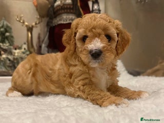 Cavapoo dogs Australian Cavapoo! Ready on 24.12 🎄 DNA Tested ! - Advert 15