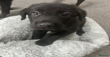 Mixed Breed dogs - Advert 2