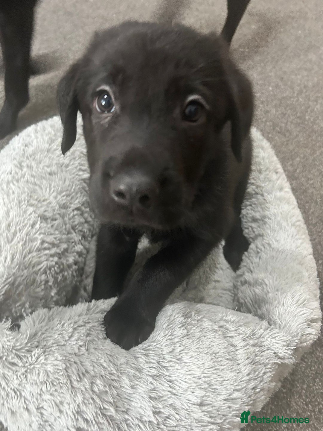 Mixed Breed dogs for sale: 6 lab cross german shepherd beautys - Image 2