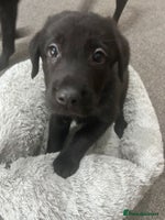 Mixed Breed dogs - Advert 2