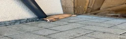 Mixed Breed dogs for sale: Beautiful Whippet/Greyhound Puppies - Advert 3