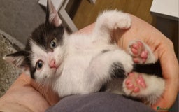 Mixed Breed cats for sale: £50 for a pair READY NOW 8 week old kittens - Image 9
