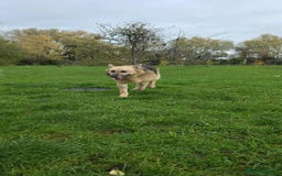 Mixed Breed dogs for adoption: GUS - The gentleman - Image 5