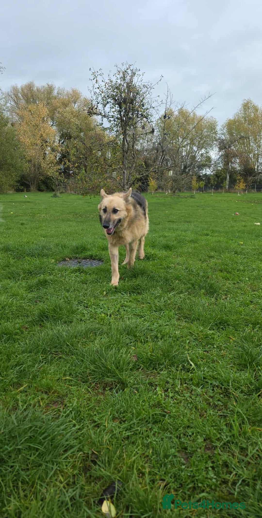 Mixed Breed dogs for adoption: GUS - The gentleman - Image 5