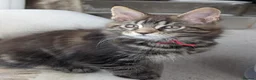 Maine Coon cats for sale: Chunky loveable Maine Coon Boy - Advert 12