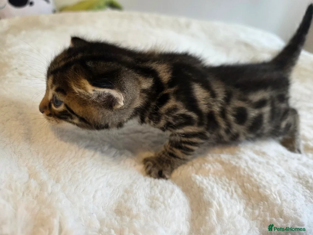 Mixed Breed cats for sale: Bengal cross kittens - stunning colours in Stroud - Advert 2