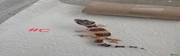 Leopard Gecko reptiles for sale: Leopard geckos available  - Advert 15