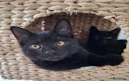 British Shorthair cats for sale: 🤎SALE!!! CHOCOLATE BSH boy and girl left, LONDON - Image 9