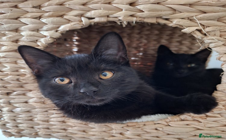 British Shorthair cats - Advert 16