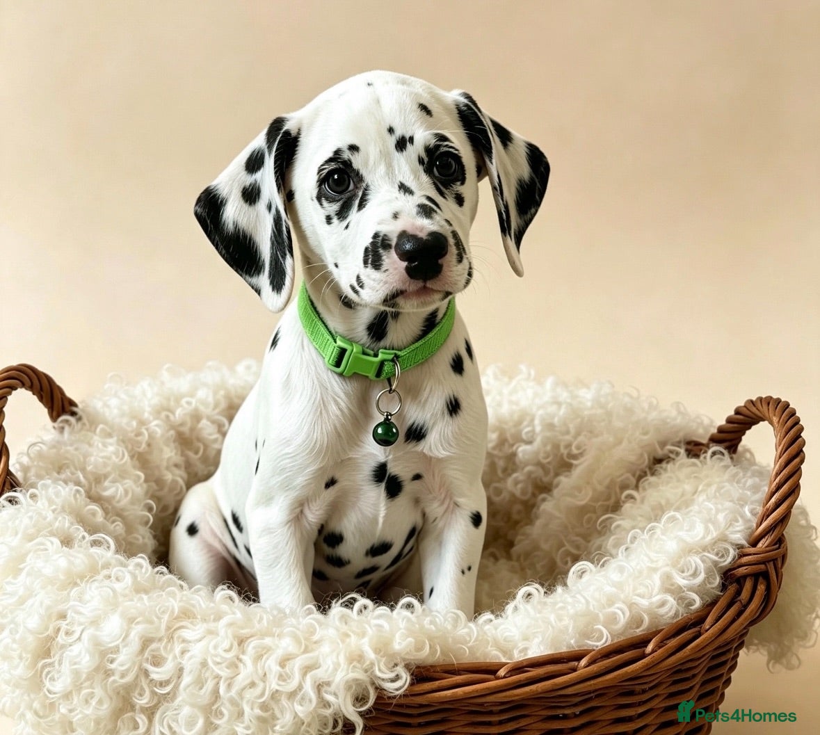 Dalmatian dogs Beautiful Dalmatian puppies ready to reserve  - Advert 1