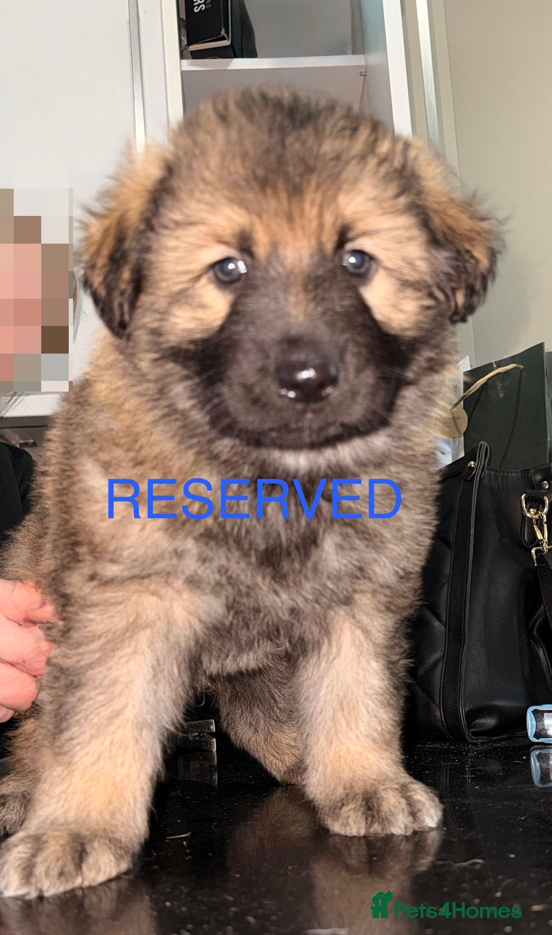 German Shepherd dogs for sale: Stunning German shepherds  - Advert 2