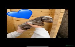 Miniature Dachshund dogs for sale: Miniature Dachshund Puppies - Image 3