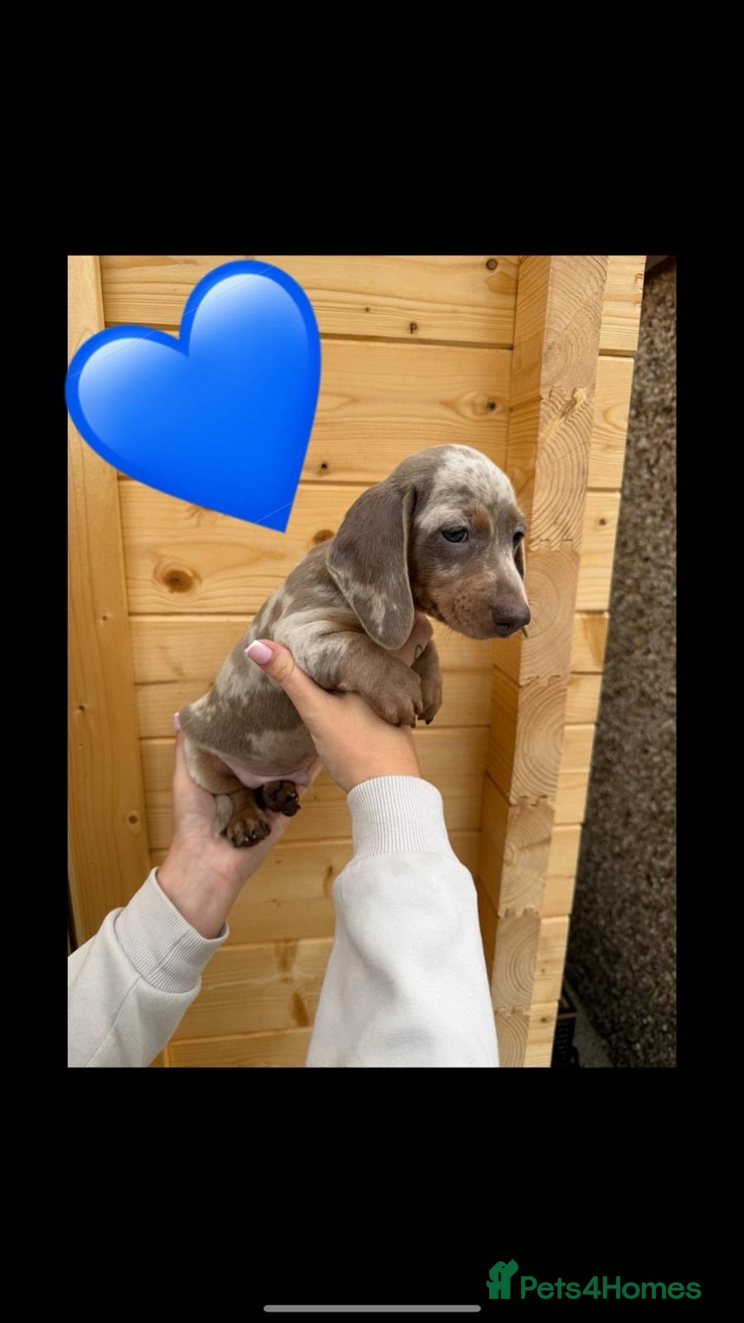 Miniature Dachshund dogs for sale: Miniature Dachshund Puppies - Image 3