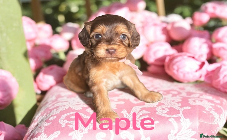 Cockapoo dogs - Advert 4