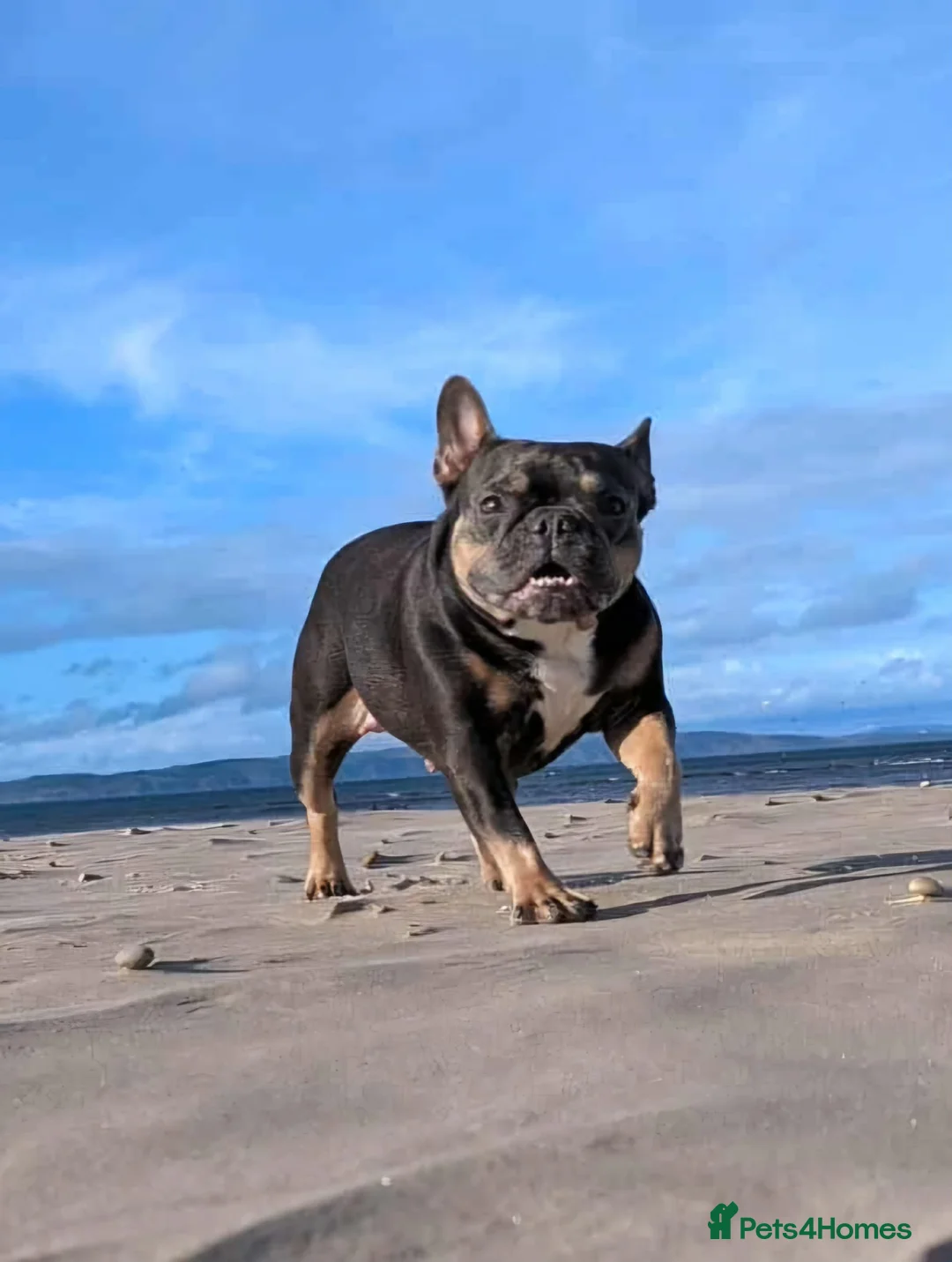 French Bulldog dogs for sale: Stunning French Bulldog Puppies  - Advert 9