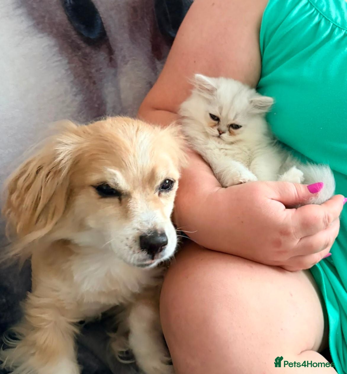 Persian cats Persian Chinchilla Kittens READY for Loving Homes - Advert 2