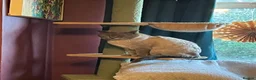 Oriental cats for sale: 7 RAGDOLL/SIAMESE KITTENS  - Advert 39