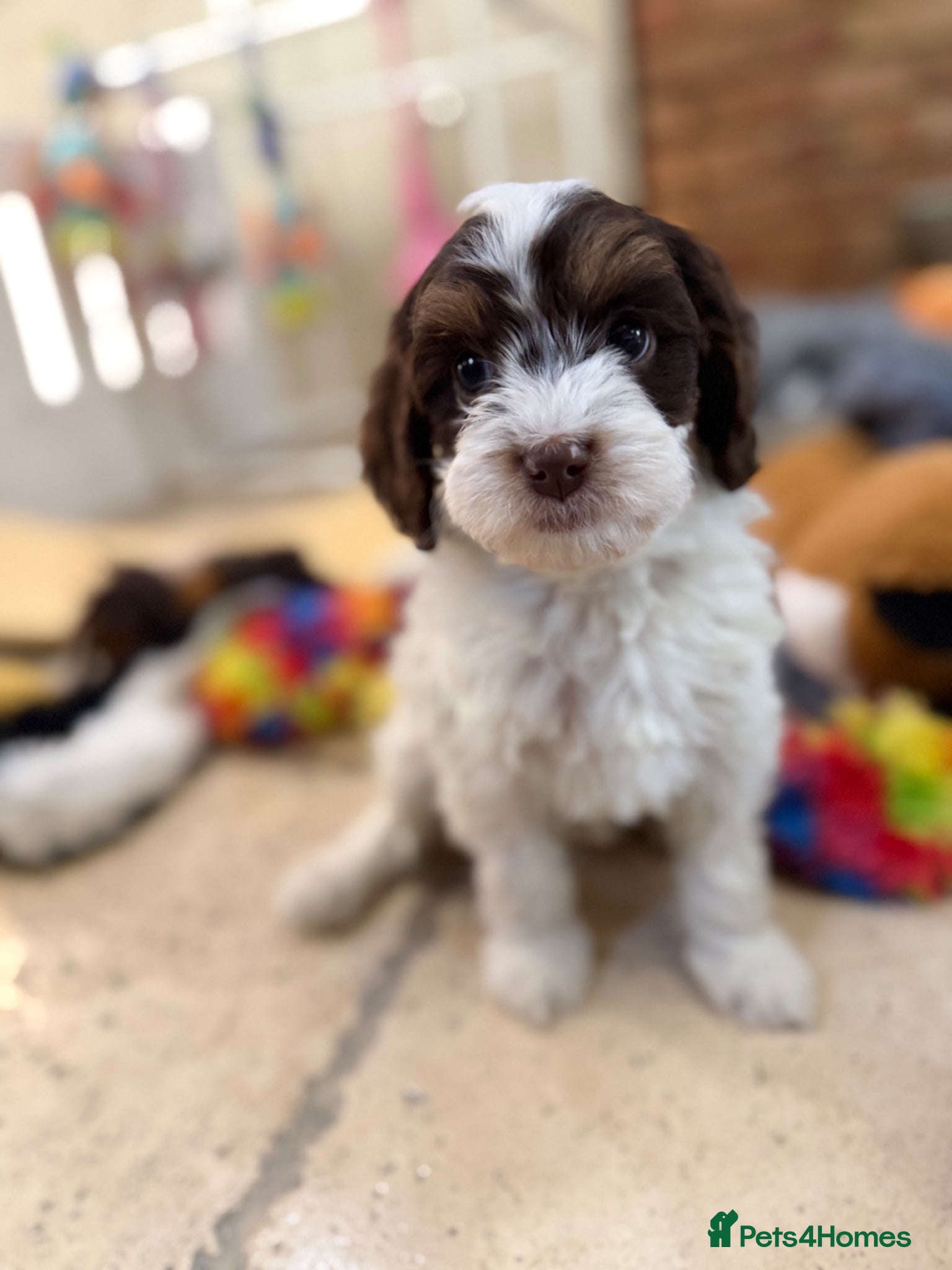 Cavapoo dogs Choc tri F1 E ** tensively health tested cavapoos - Advert 9