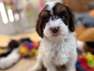 Cavapoo dogs Choc tri F1 E ** tensively health tested cavapoos - Advert 7