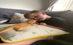 Dragon reptiles for sale: Mia the Beautiful bearded dragon  - Image 6