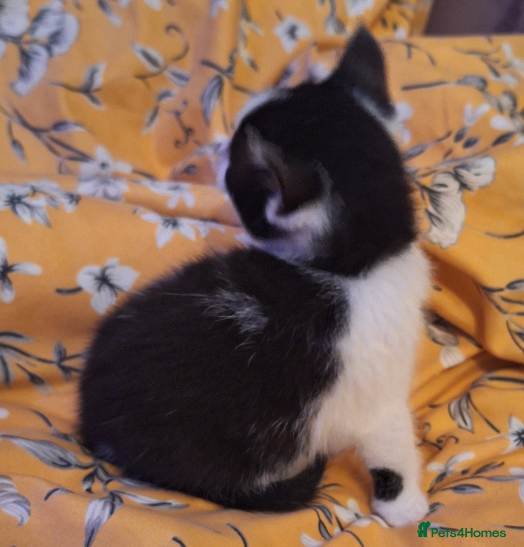 Mixed Breed cats for sale: Mixed Half Bengal kittens  - Advert 8