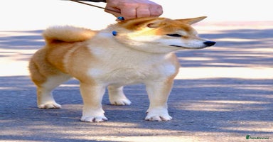 Japanese Shiba Inu dogs in Derby - Advert 1