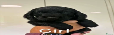 Cockapoo 8