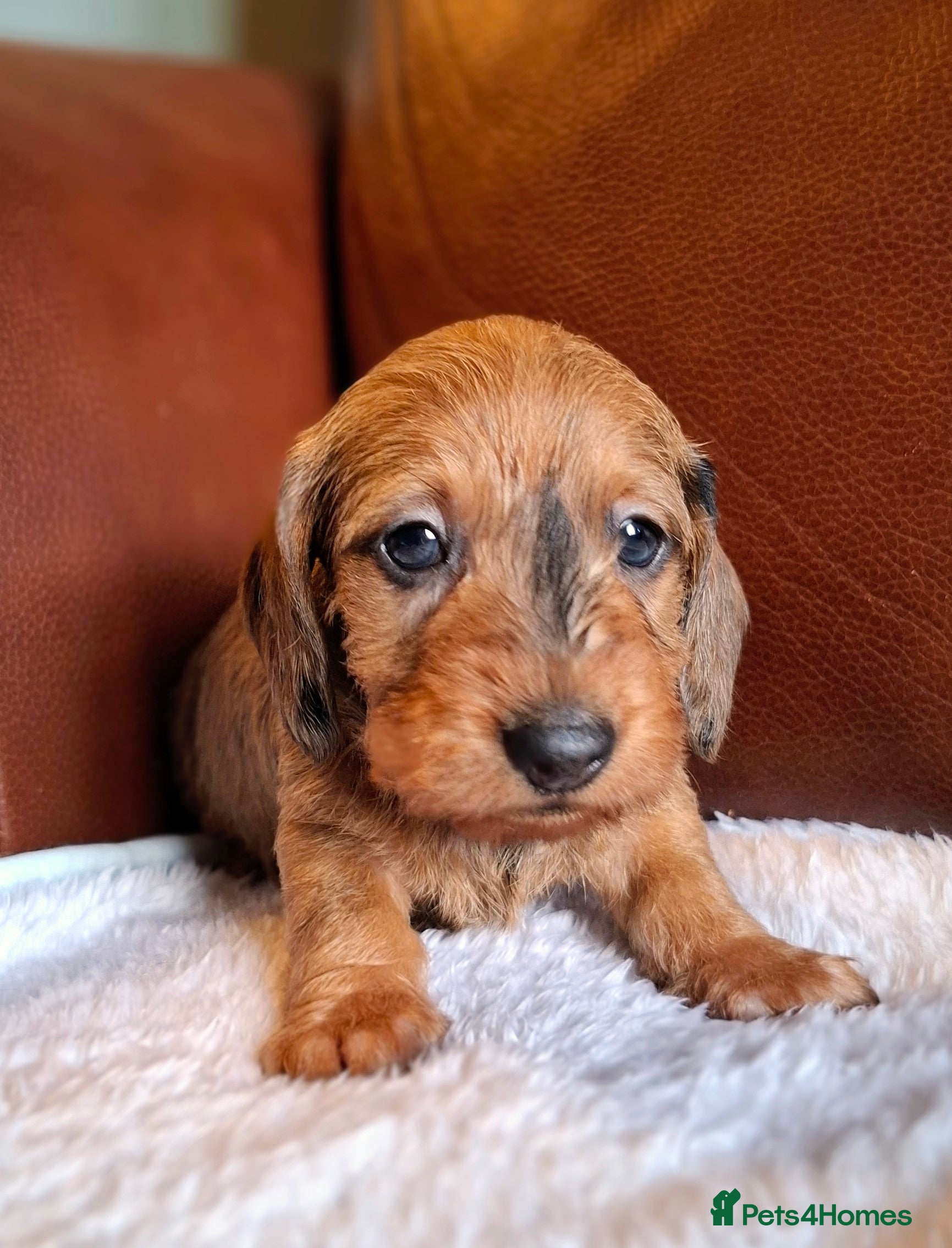 Miniature Dachshund dogs Gorgeous Mini-Wirehaired Dachshund boy - Advert 13