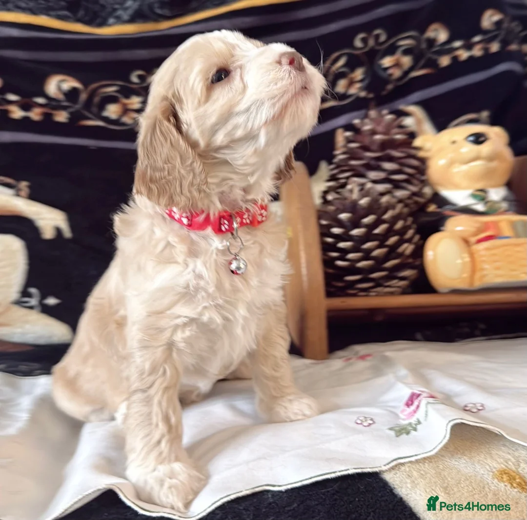 Cockapoo dogs for sale: Cockapoo puppies 100%  - Advert 2