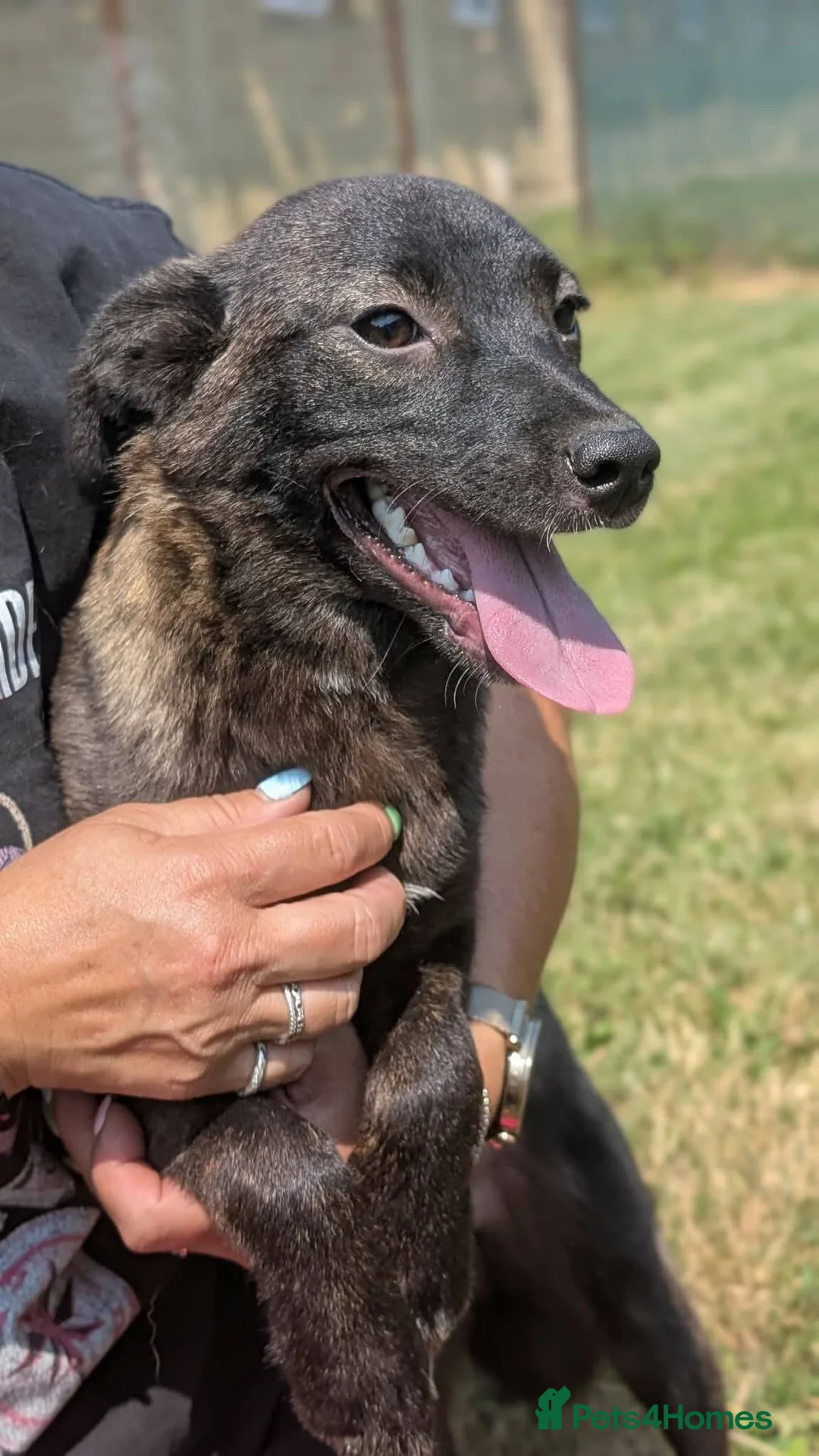 Mixed Breed dogs for adoption: Pink for adoption in Bedford - Advert 1