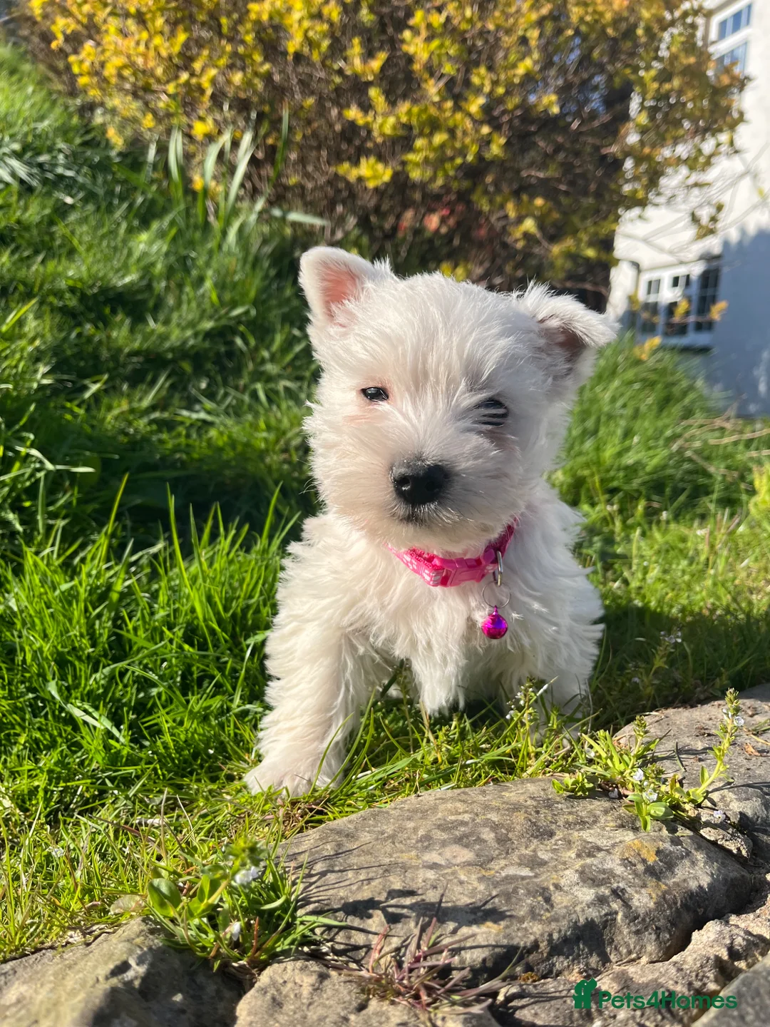 West Highland Terrier dogs for sale: Three beautiful female Westie puppies in Lampeter - Advert 2