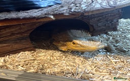 Bearded Dragon reptiles for sale: Drako - Bearded Dragon - Full Set / Kit - Image 4