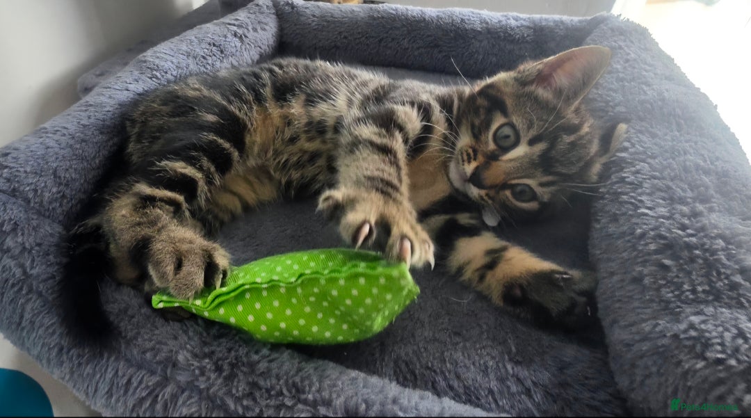Mixed Breed cats for sale: Three lovely kittens are looking for forever home - Image 25