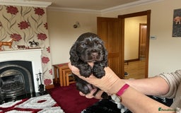 Cocker Spaniel dogs for sale: KC Reg Show Cocker Ext health tested - Image 23