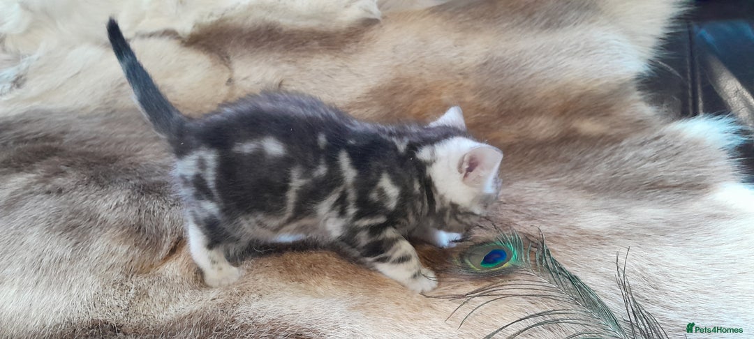 Bengal cats for sale: Beautiful Bengal kittens  - Advert 8