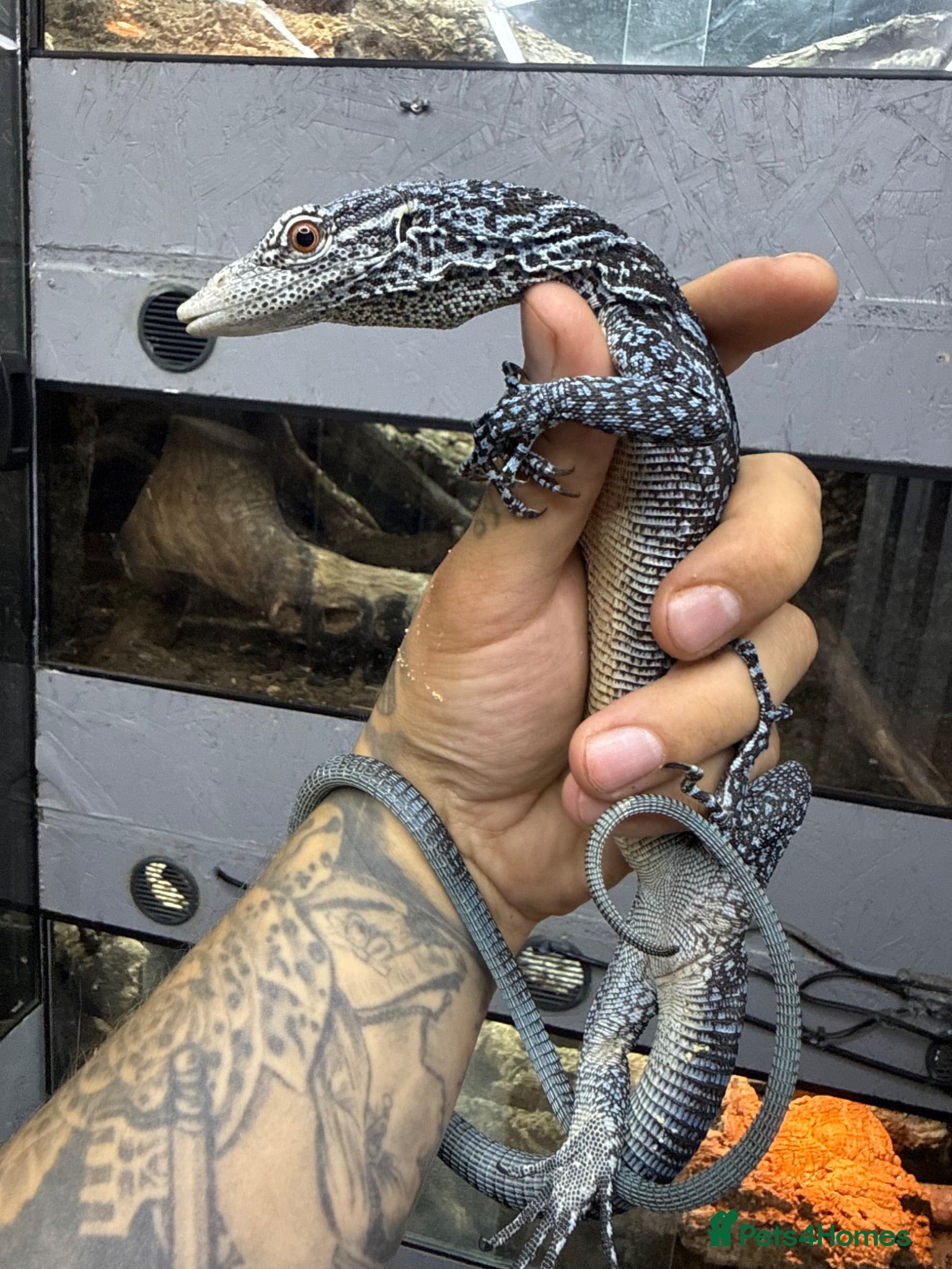 Monitor reptiles 1.1 pair blue tree monitors  - Advert 6