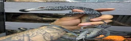 Monitor reptiles for sale: 1.1 pair blue tree monitors  - Advert 1