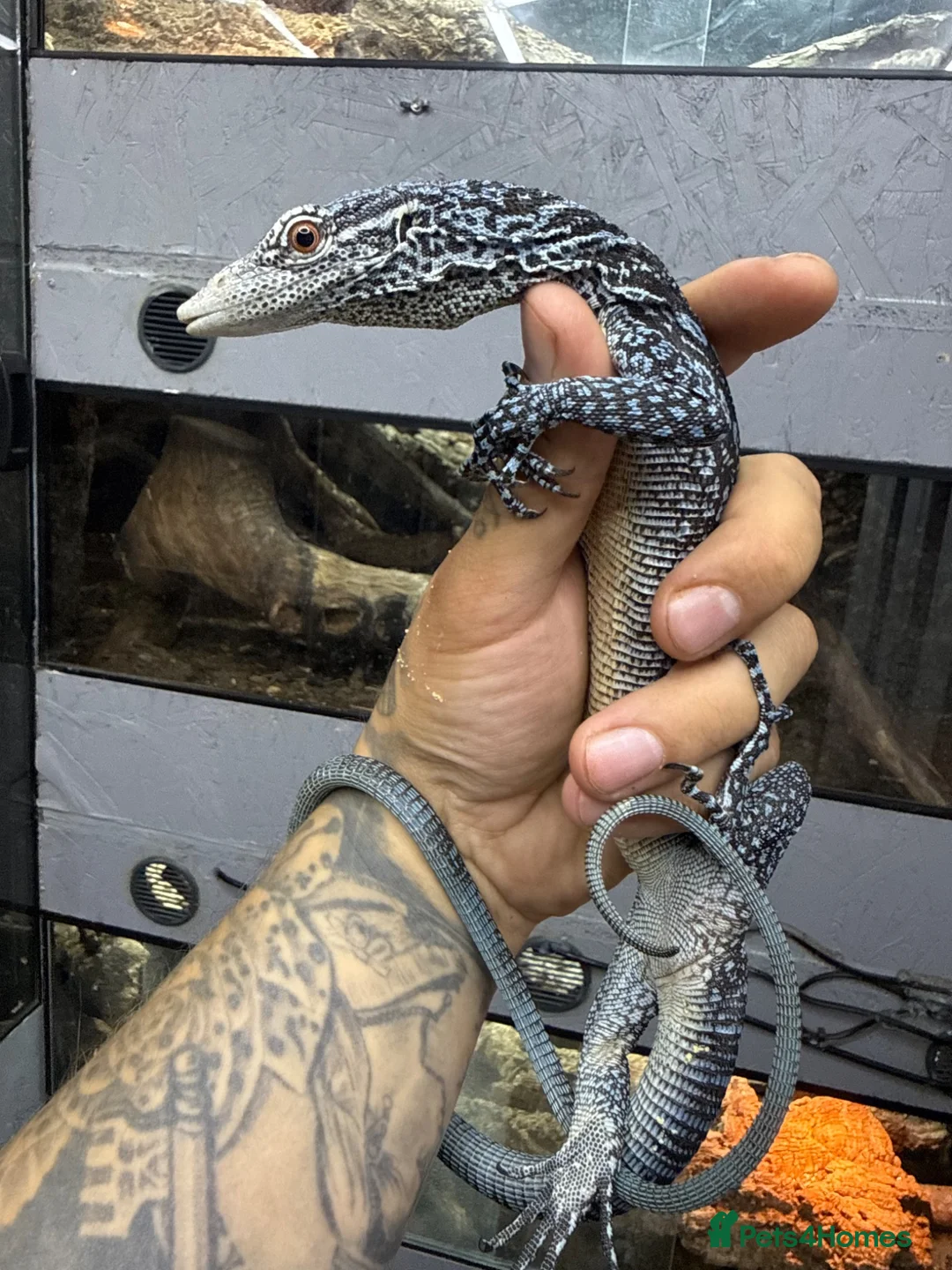 Monitor reptiles for sale: 1.1 pair blue tree monitors  - Advert 1