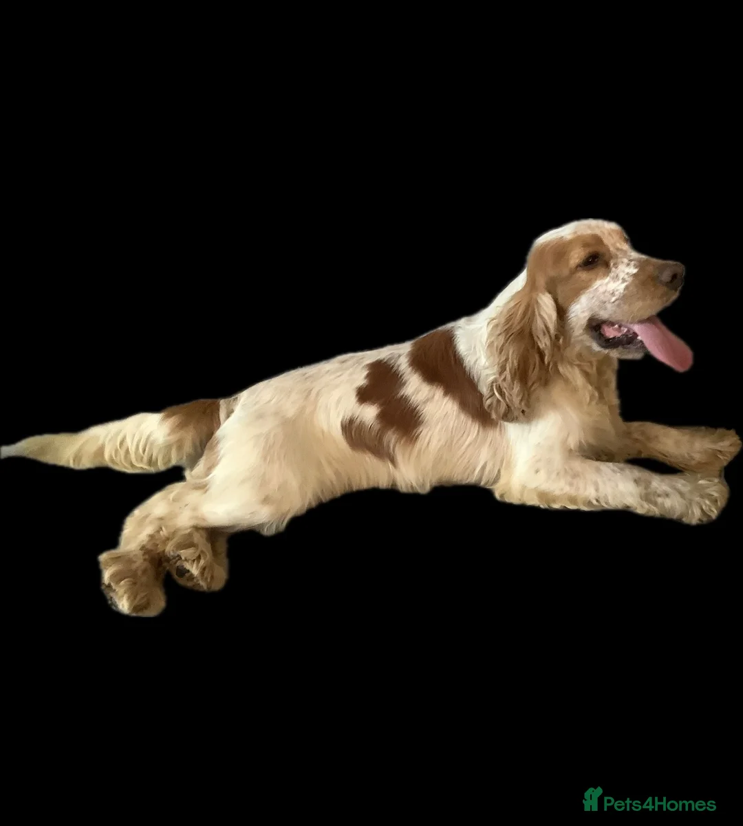 Cocker Spaniel dogs for sale: Show Type Cocker Spaniel Puppies - Advert 13