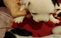 Jack Russell dogs for sale: Jack Russells  - Image 9