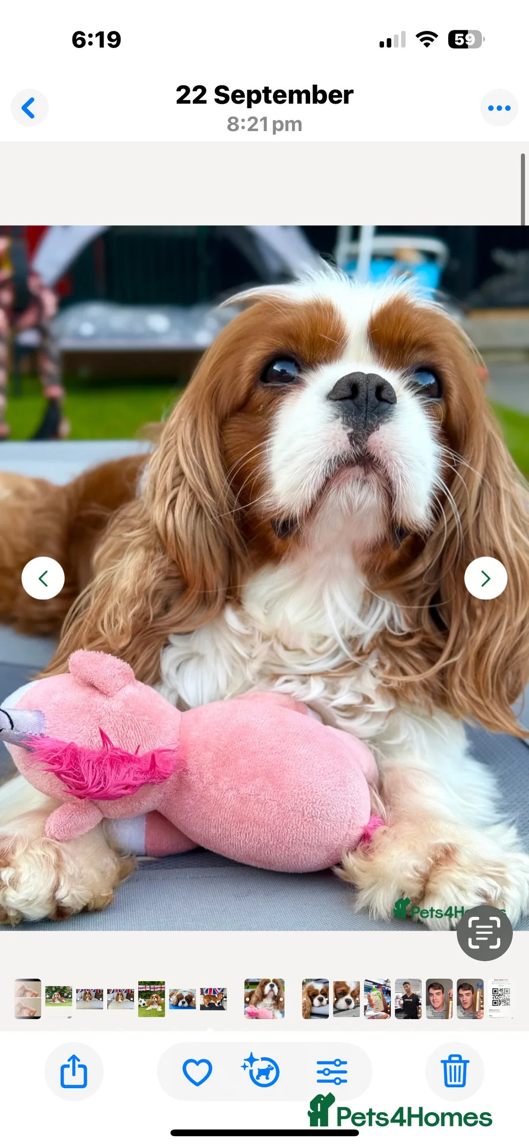 Cavalier King Charles Spaniel dogs for sale: King Charles Cavalier BOY Champion  - Advert 5