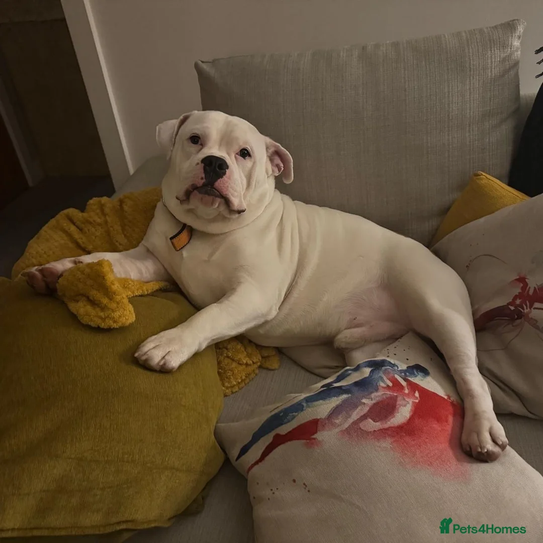 Mixed Breed dogs for adoption: FOR ADOPTION- PATCH - EASTLEIGH - Advert 2