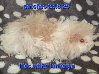 Guinea Pig rodents Purebred lunkarya guinea pig boars - Advert 15