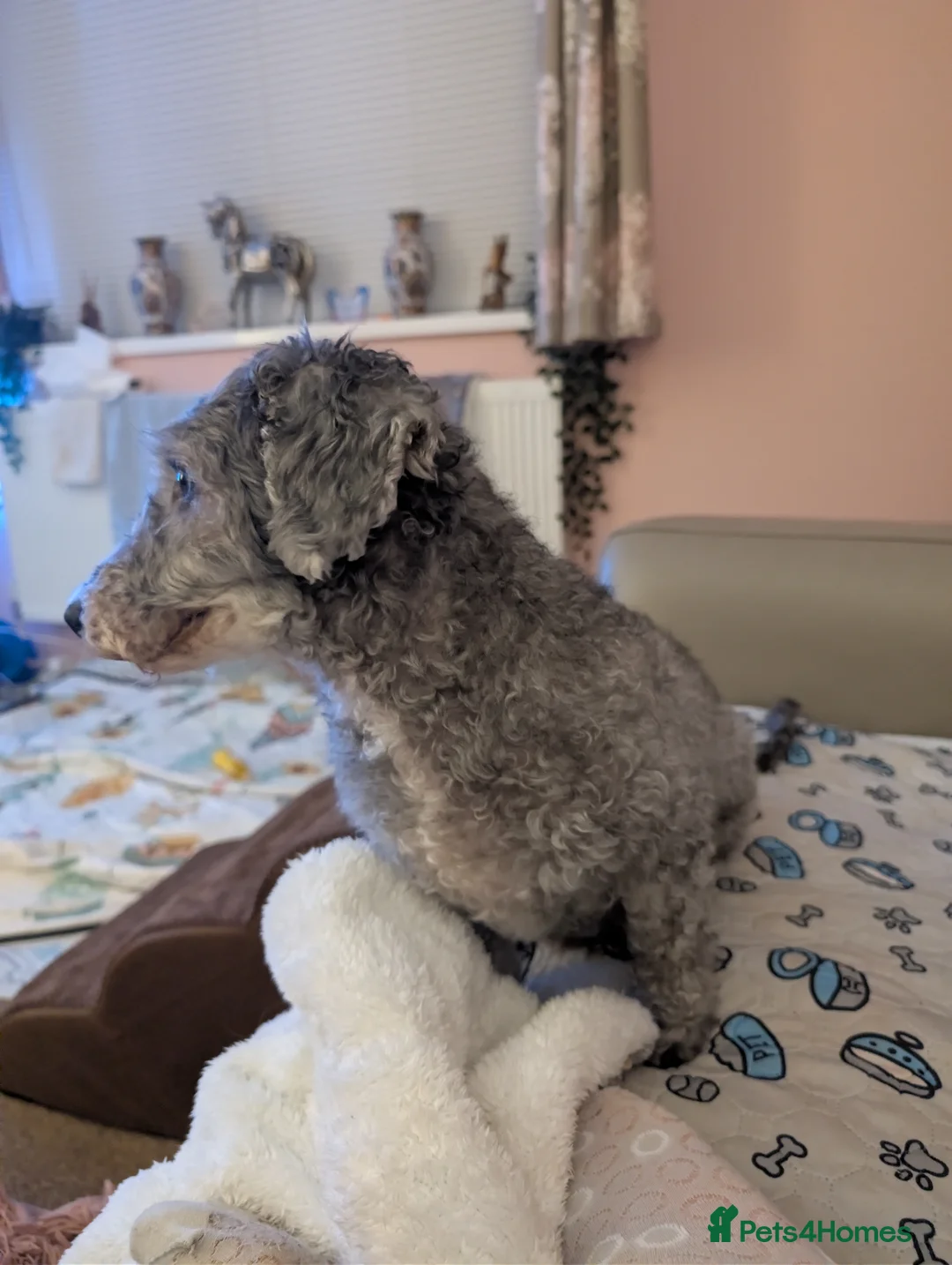 Toy Poodle dogs for sale: Mature Toy Poodle - Advert 2