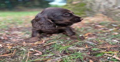 Cocker Spaniel dogs - Advert 5