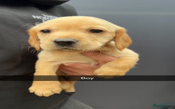 Cockerdor dogs for sale: 9 gorgeous cockerdor puppies  - Image 6