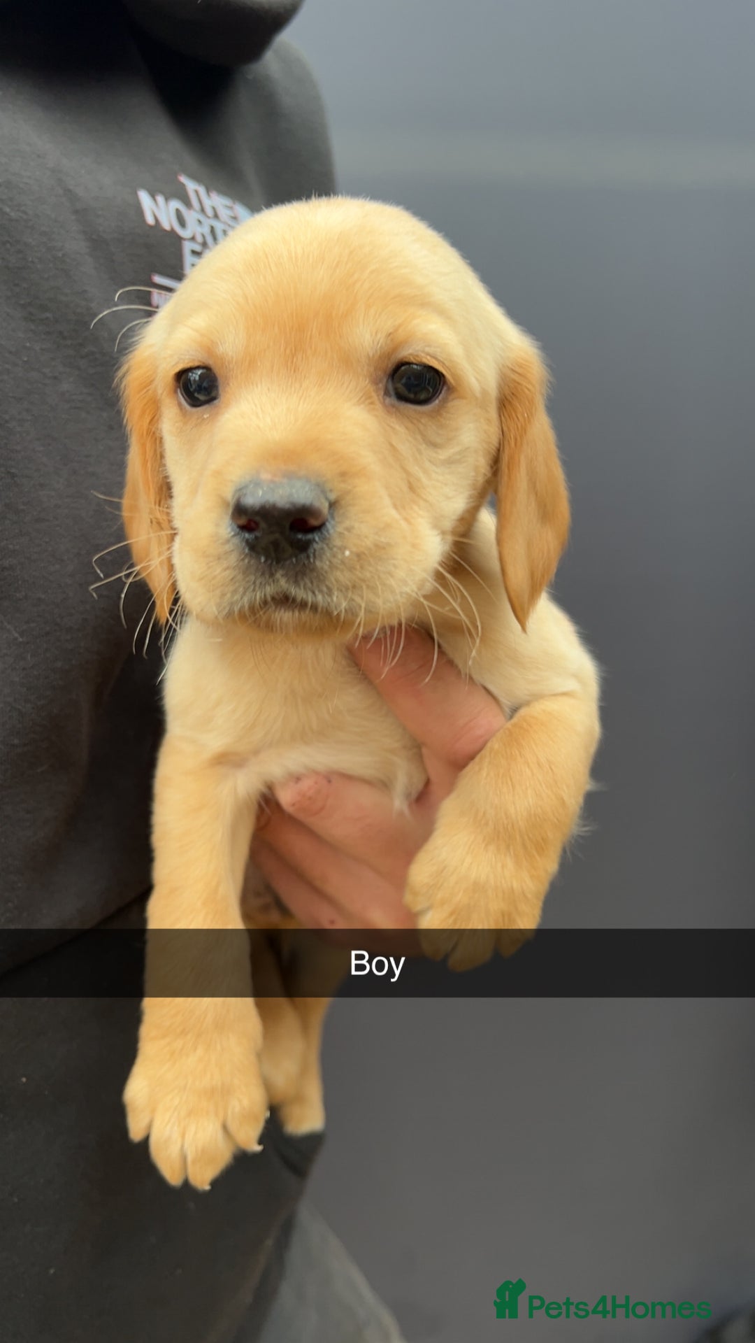 Cockerdor dogs for sale: 9 gorgeous cockerdor puppies  - Image 6