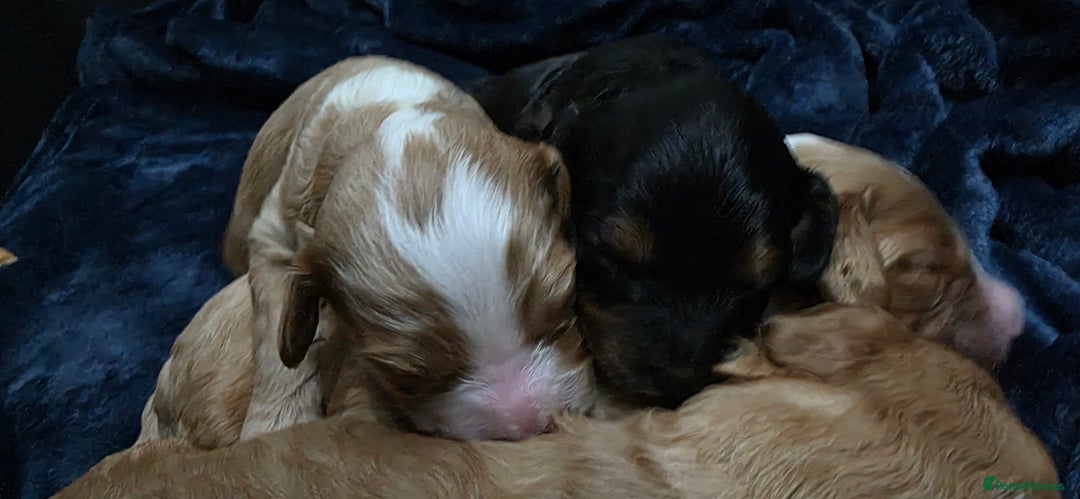 Cockapoo dogs for sale: Gorgous Cockerpoo Puppies - Image 14