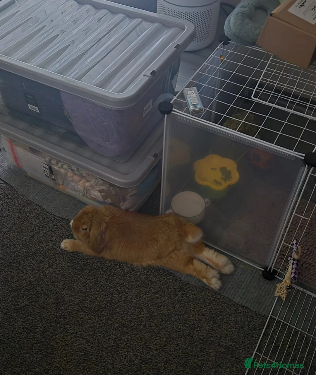 Mini Lop rabbits for sale: Adorable 7 month old Boy Mini Lop  - Advert 8